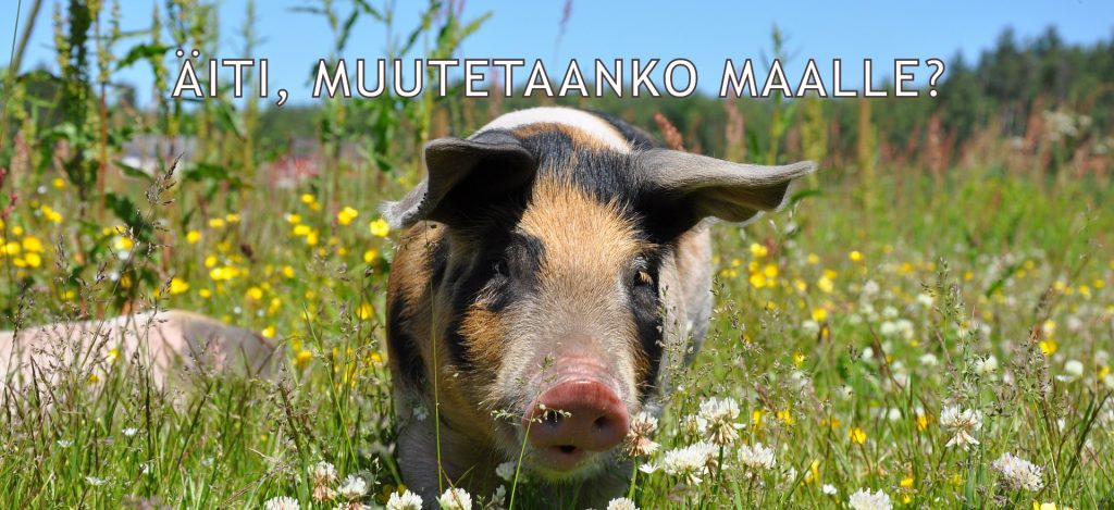 pig-662008_matildanilsson_1920x880